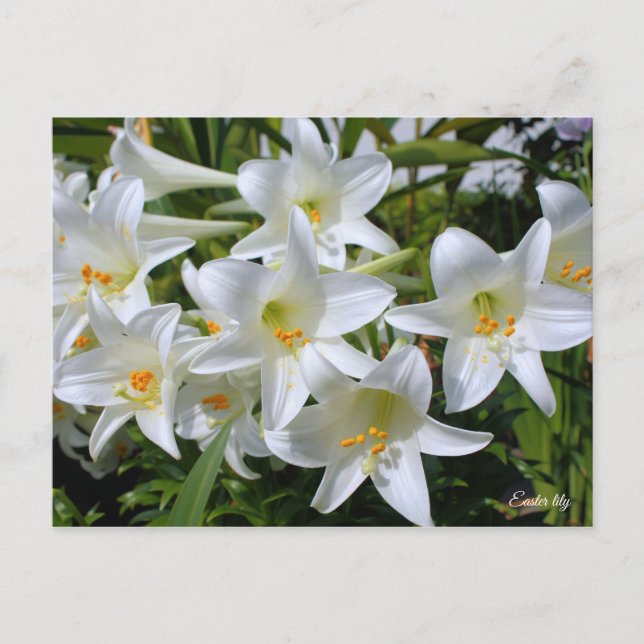 Easter lily [Postcard] ポストカード Postcard (Front)