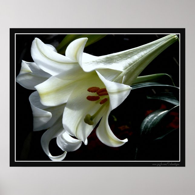 EASTER LILY PRINT (Front)