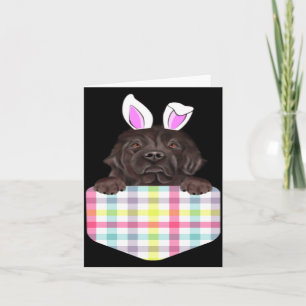 Easter Plaid Newfoundland Bunny Dog Card