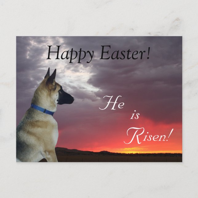 Easter Postcard German Shepherd He Has Risen (Front)
