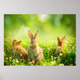 Easter Rabbits Poster