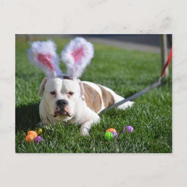 Easter Valley Bulldog Holiday Postcard (Front)