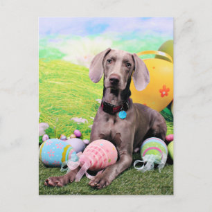 Easter - Weimaraner - Ben Holiday Postcard