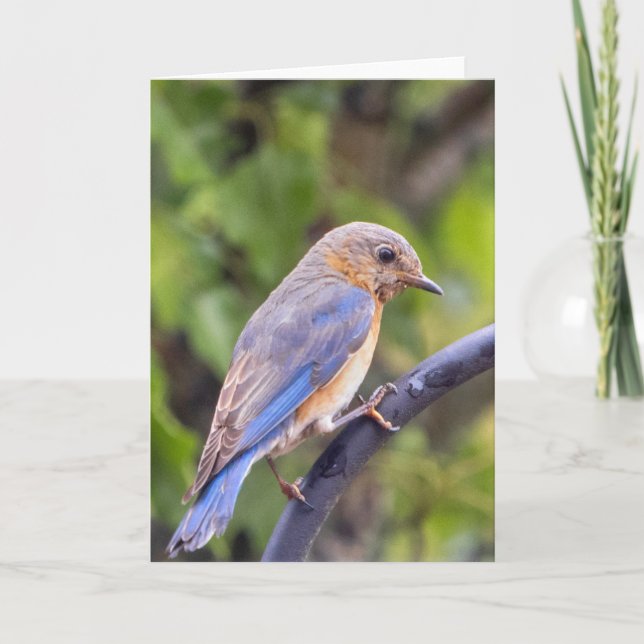 Eastern Blue Bird Blank Note Card (Front)