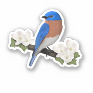 Eastern Bluebird Bird Birdlover Birdwatcher Animal