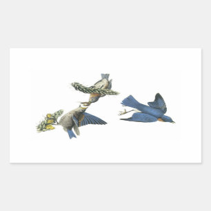 Eastern Bluebird by Audubon Sticker