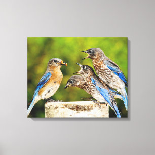 Eastern Bluebird Canvas Print