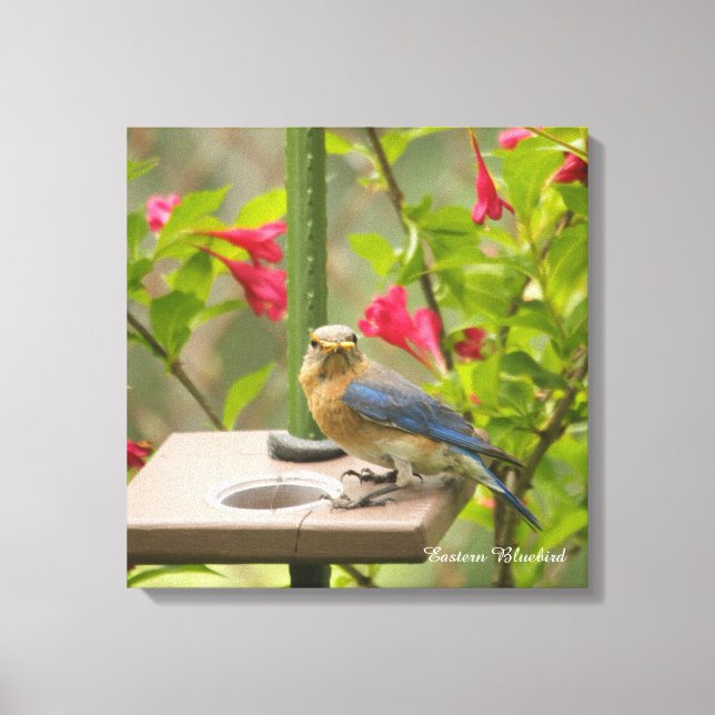 Eastern Bluebird Canvas Print (Front)