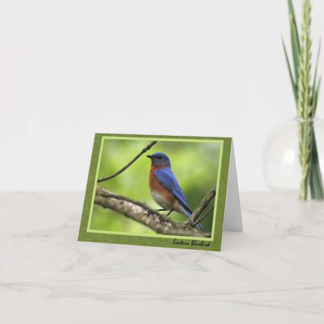 Eastern Bluebird Card (Front)