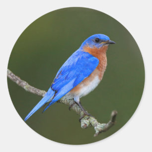 Eastern Bluebird Classic Round Sticker