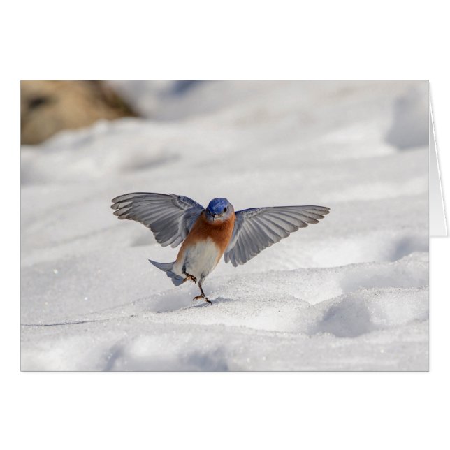 Eastern Bluebird dancing in the snow (Front Horizontal)