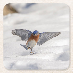 Eastern Bluebird dancing in the snow Square Paper Coaster