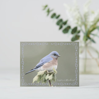 Eastern Bluebird Desaturated Postcard