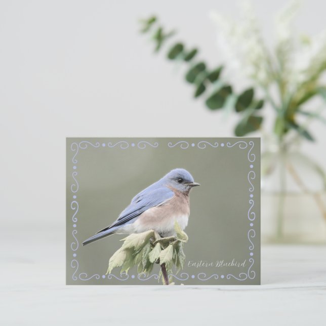 Eastern Bluebird Desaturated Postcard (Standing Front)