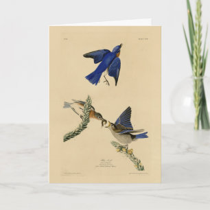 Eastern Bluebird from Audubon's Birds of America Card