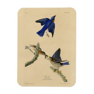 Eastern Bluebird from Audubon's Birds of America Magnet