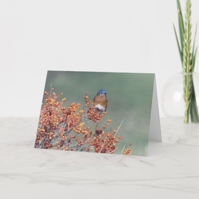 Eastern Bluebird Holiday Card (Front)