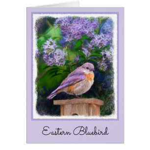 Eastern Bluebird in Snow - Original Photograph