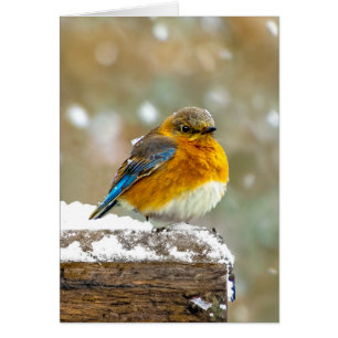 Eastern Bluebird in Snow - Original Photograph
