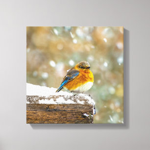 Eastern Bluebird in Snow - Original Photograph Canvas Print