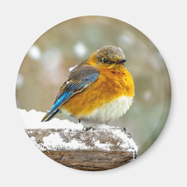 Eastern Bluebird in Snow - Original Photograph Magnet (Front)