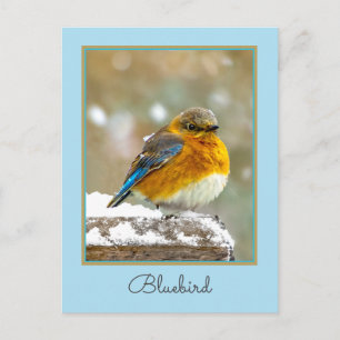 Eastern Bluebird in Snow - Original Photograph Postcard