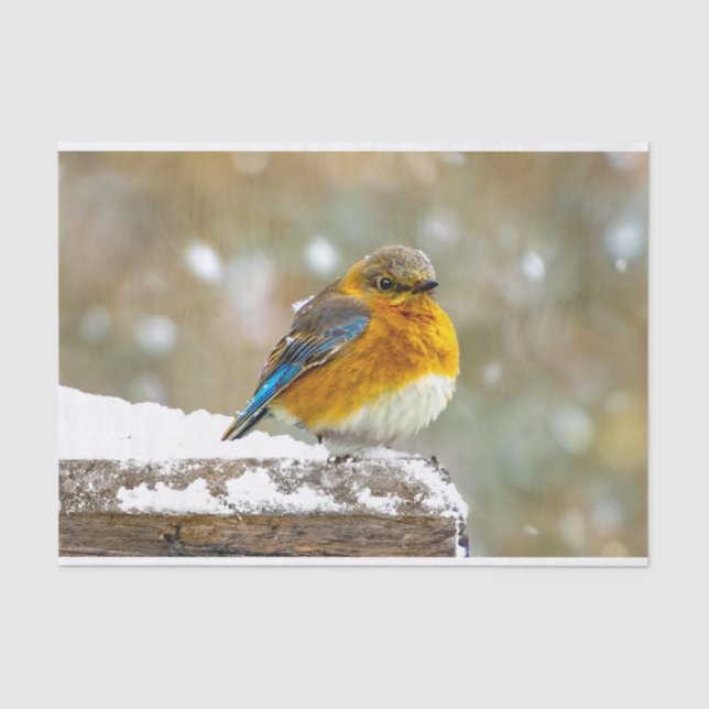 Eastern Bluebird in Snow - Original Photograph Tissue Paper (Front)