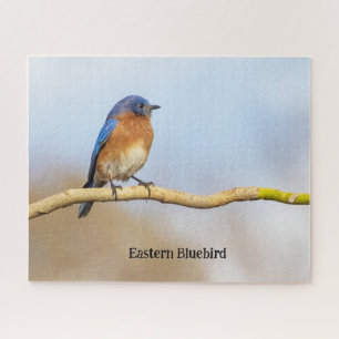 Eastern Bluebird Jigsaw Puzzle
