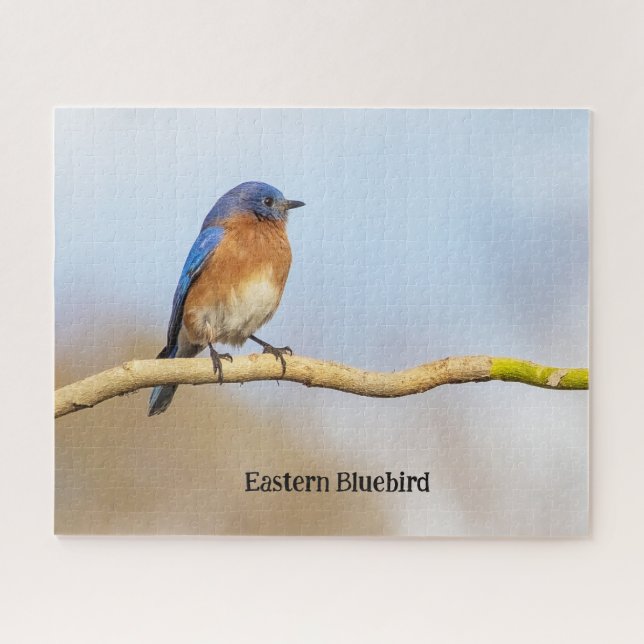 Eastern Bluebird Jigsaw Puzzle (Horizontal)