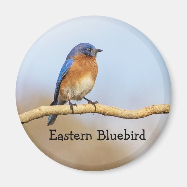 Eastern Bluebird Magnet (Front)