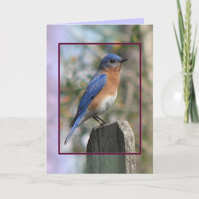 Eastern Bluebird Male Card (Front)