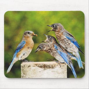 Eastern Bluebird Mouse Pad