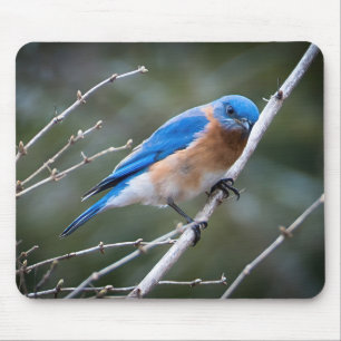 Eastern Bluebird Mouse Pad