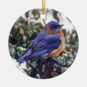 Eastern Bluebird on Holly Ornament