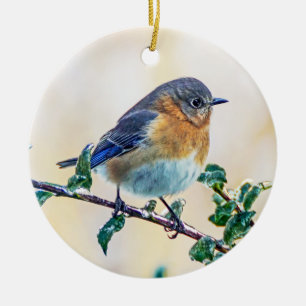 Eastern Bluebird on Holly Ornament