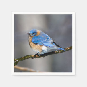 Eastern Bluebird on Ice Covered Limb Paper Napkin