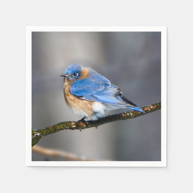 Eastern Bluebird on Ice Covered Limb Paper Napkin (Front)