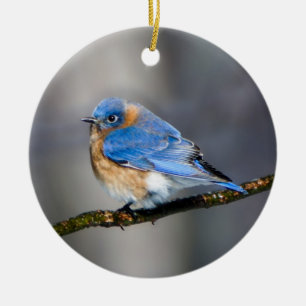 Eastern Bluebird on Limb Ornament
