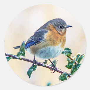 Eastern Bluebird on Limb Round Sticker