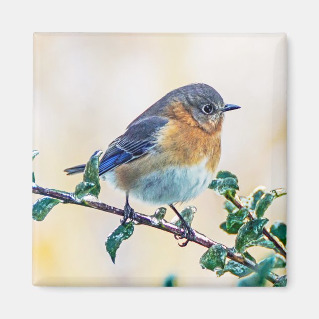 Eastern Bluebird on Limb Square Magnet (Front)