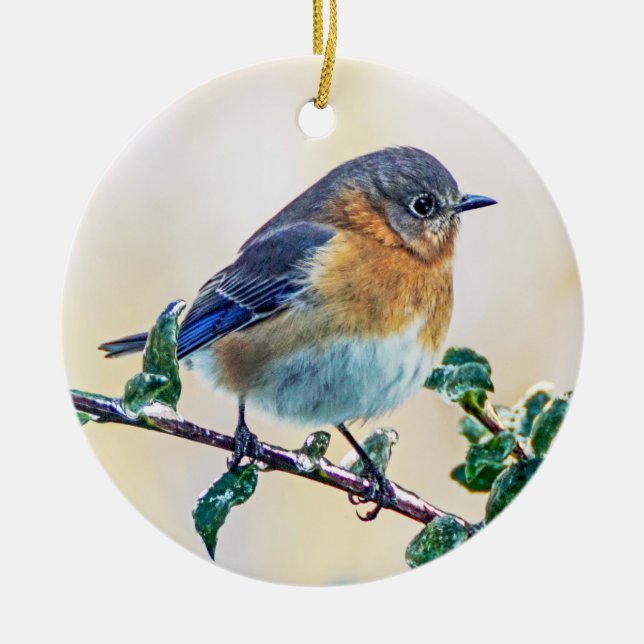 Eastern Bluebird Ornament (Front)