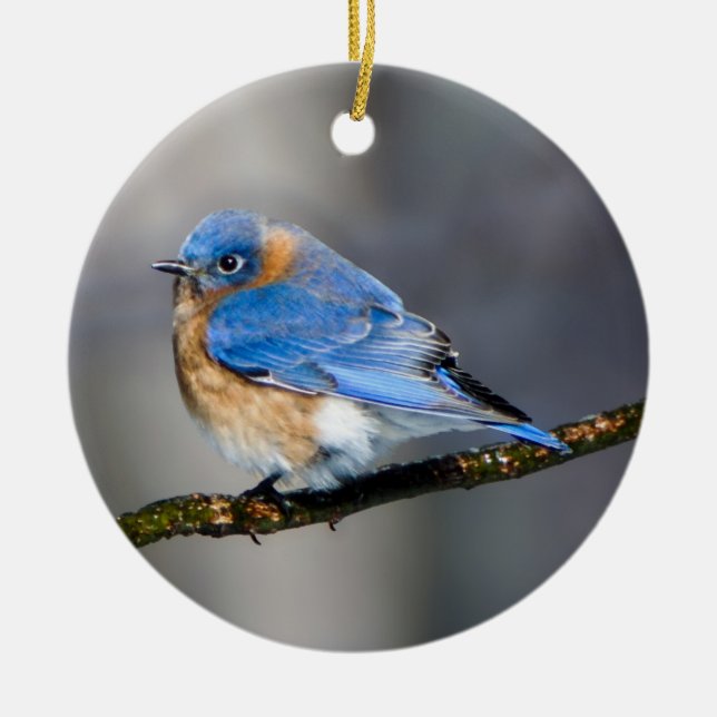 Eastern Bluebird Ornament (Front)