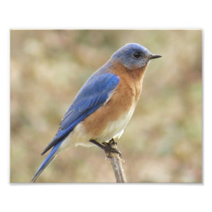 Eastern Bluebird Photo Print