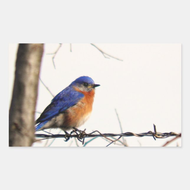Eastern Bluebird Photo Sticker (Front)
