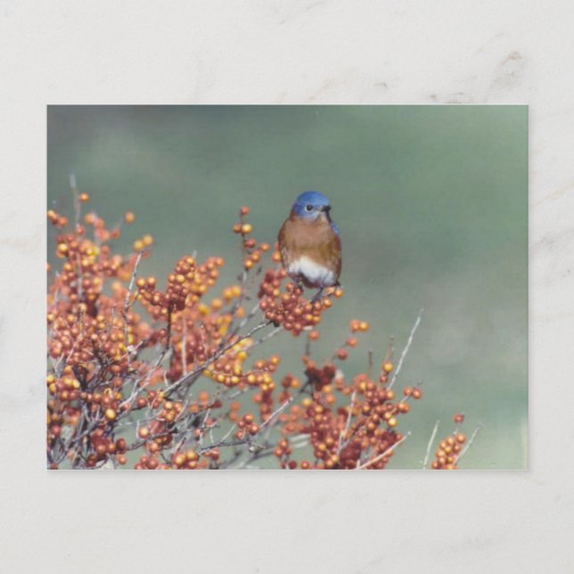 Eastern Bluebird Postcard (Front)
