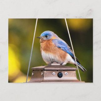 Eastern Bluebird postcard
