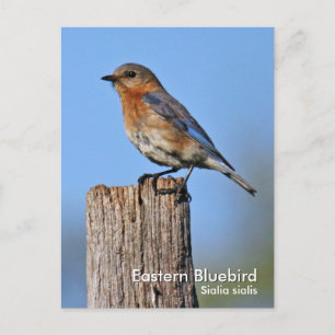 Eastern Bluebird Postcard