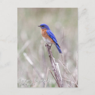 Eastern Bluebird Postcard