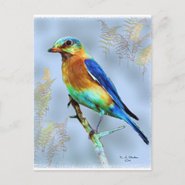 Eastern Bluebird...Postcard Postcard (Front)