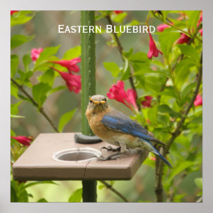 Eastern Bluebird Poster